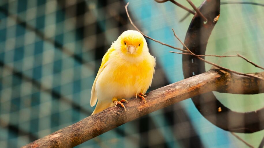 yellow bird