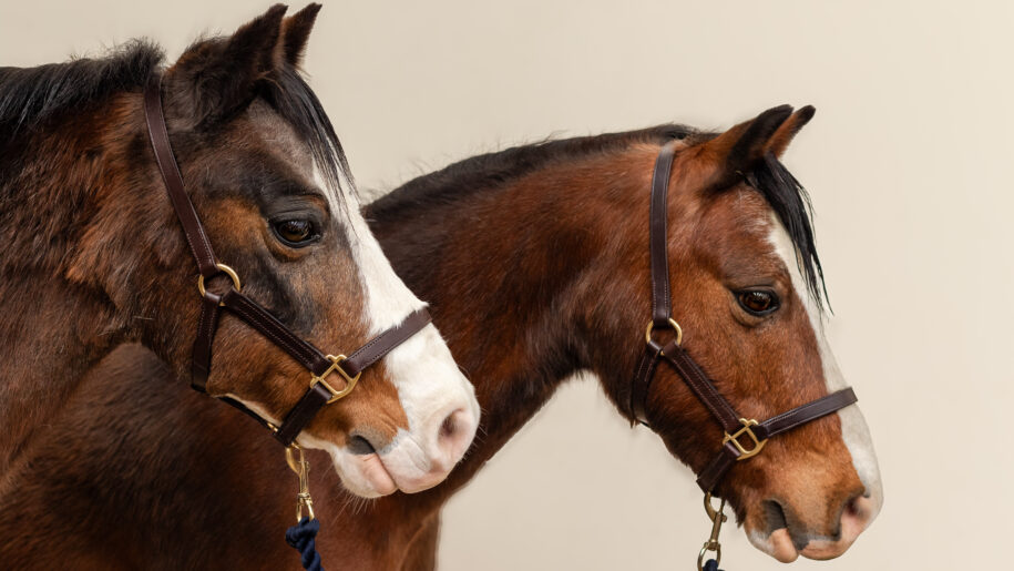 horses