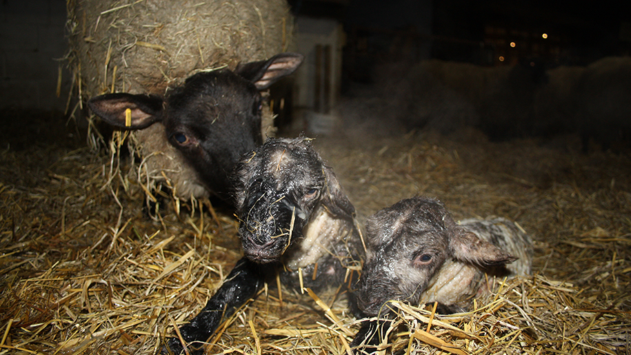 Bocketts Farm Park Places to go Lets Go With The Children