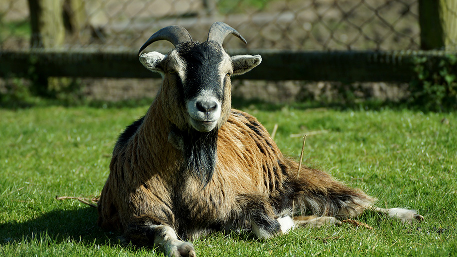 goat sunning himself