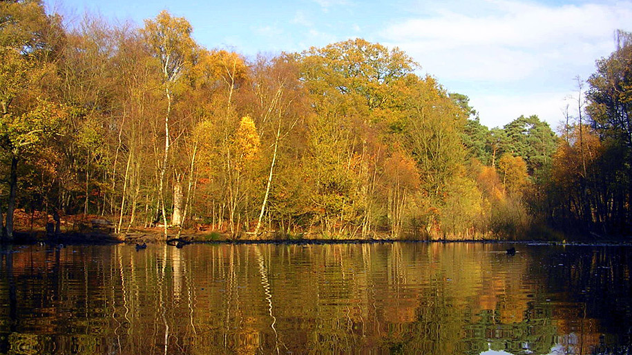 autumn trees on lake