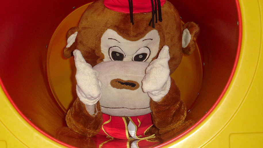 close up of monkey