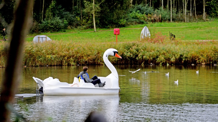 A swan pedalo on the lake at Conkers.