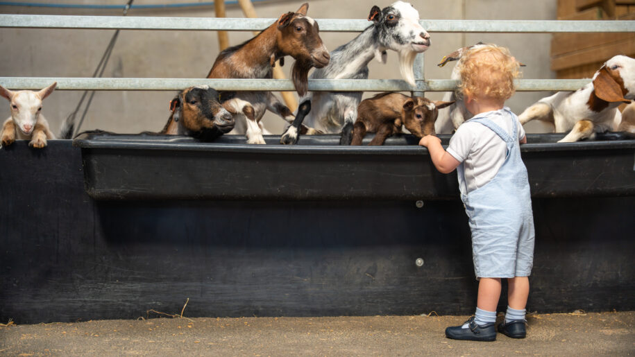 young child feeds goat at fence