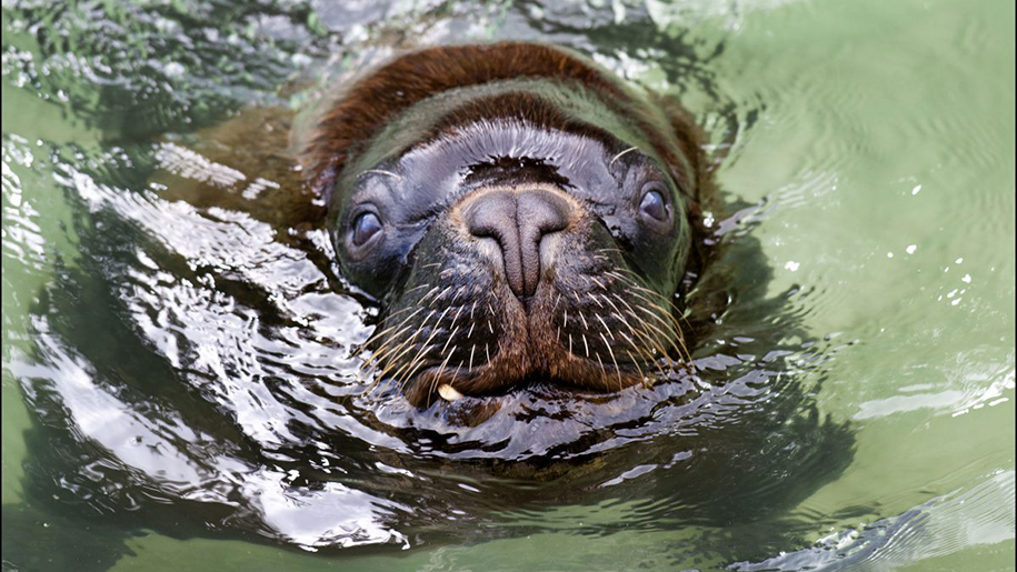 Dudley Zoo Seal
