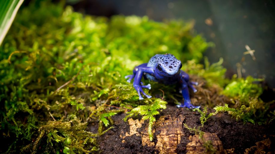 Blue poison dart frog at Edinburgh Zoo