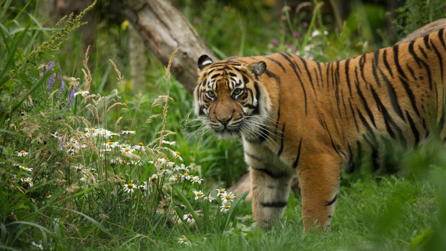 Tiger at Edinburgh Zoo