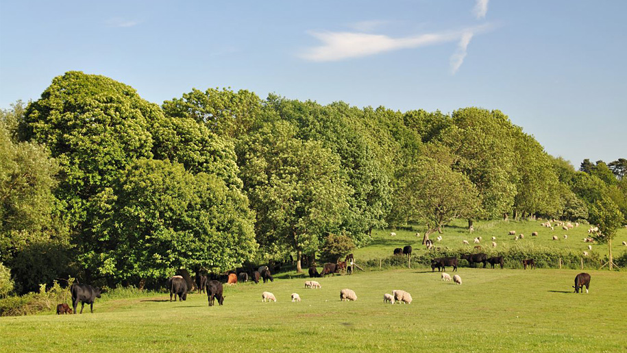 sheep in field by trees