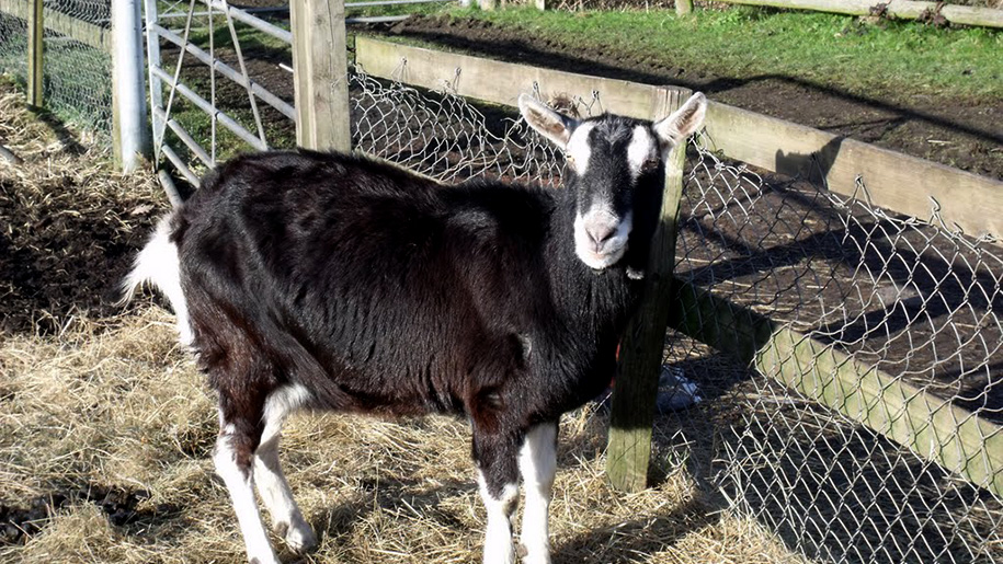 goat by fence