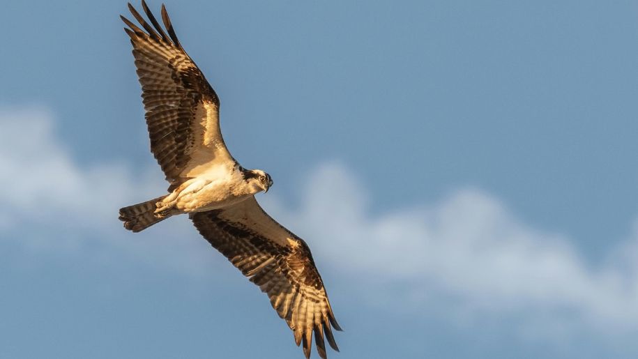 Generic Falcon in flight