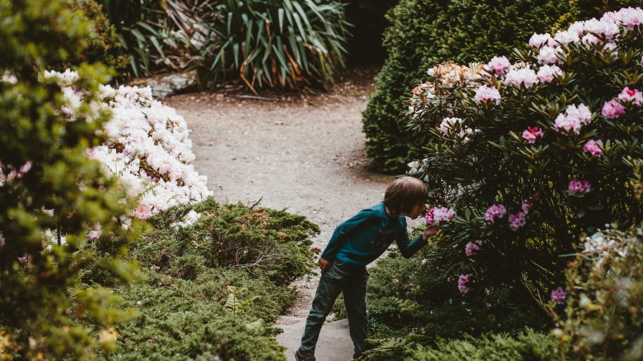 Child smelling a flower in a garden.