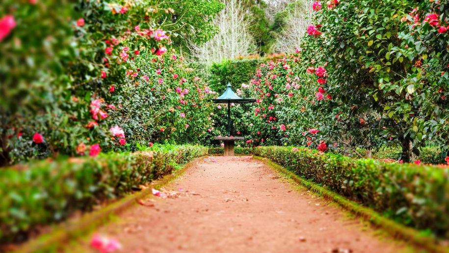 Garden path surrounded by rose bushes