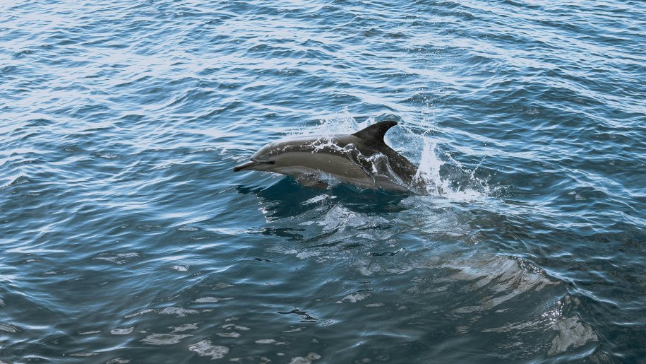 A dolphin.