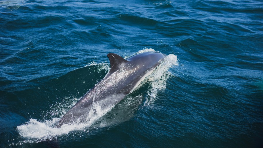A dolphin.