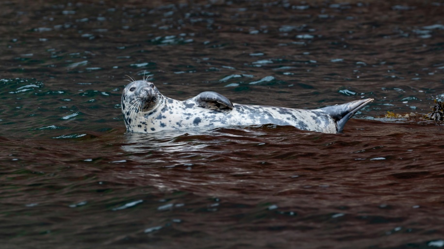 An Atlantic Grey Seal.