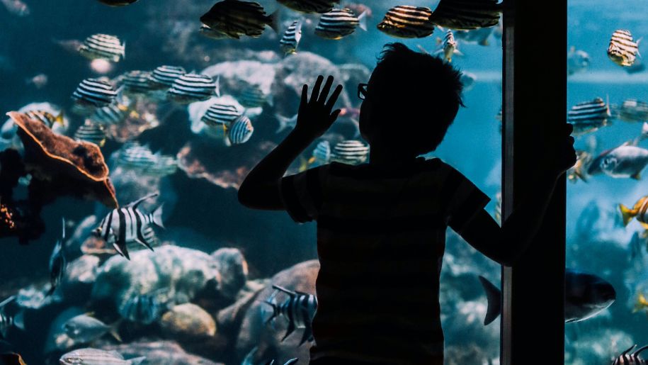 Boy looking at fish in an aquarium