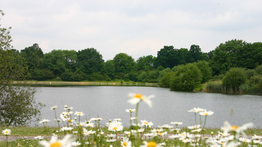 daisies with lake in the background