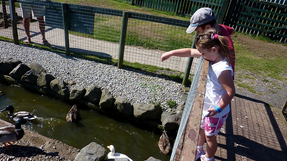 children pointing at chickens