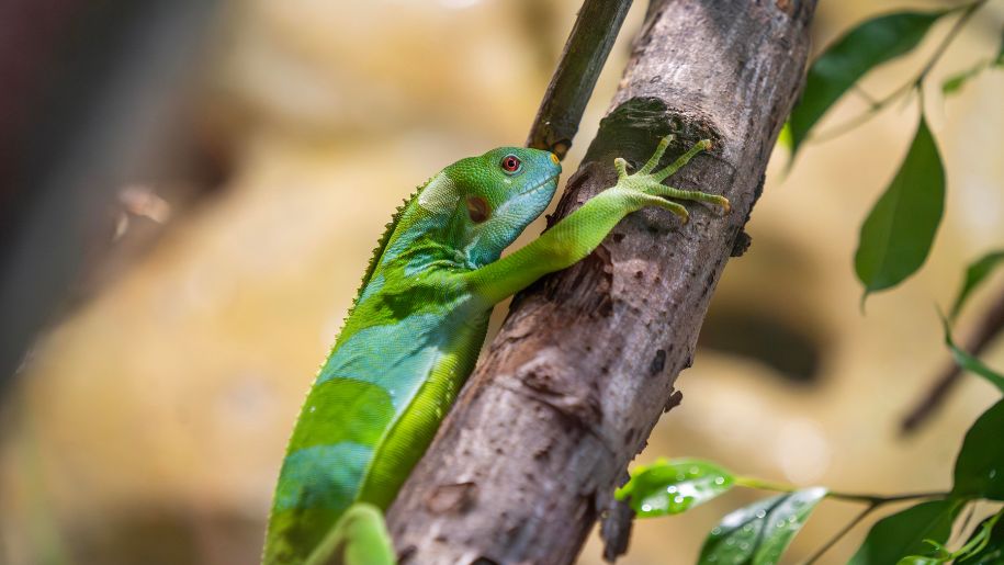 Green lizard on a branch at Hertfordshire Zoo