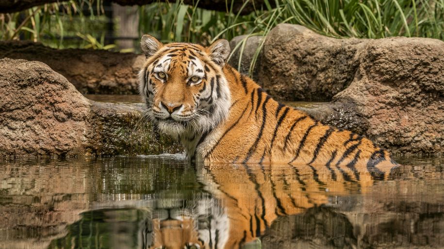 Tiger in the water at hertfordshire Zoo