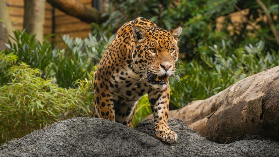 Leopard in its enclosure at Hertfordshire Zoo