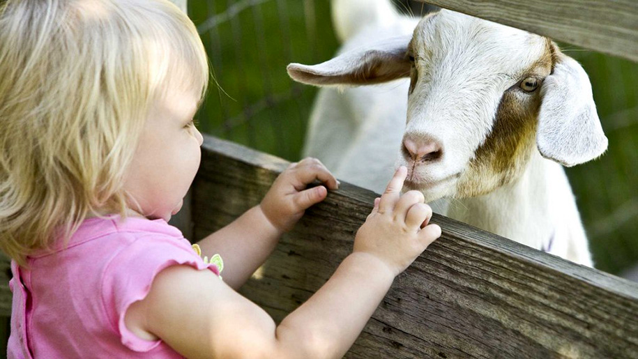 girl looking at goat