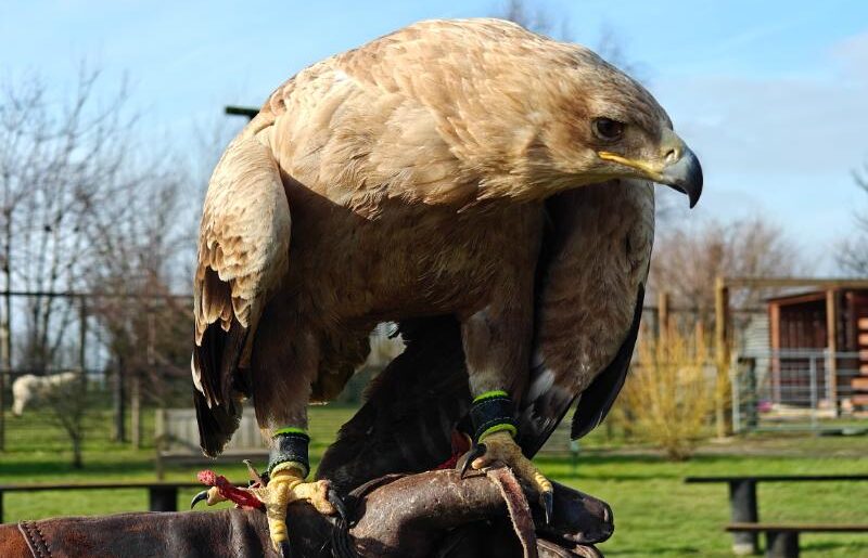 eagle on a gloved hand
