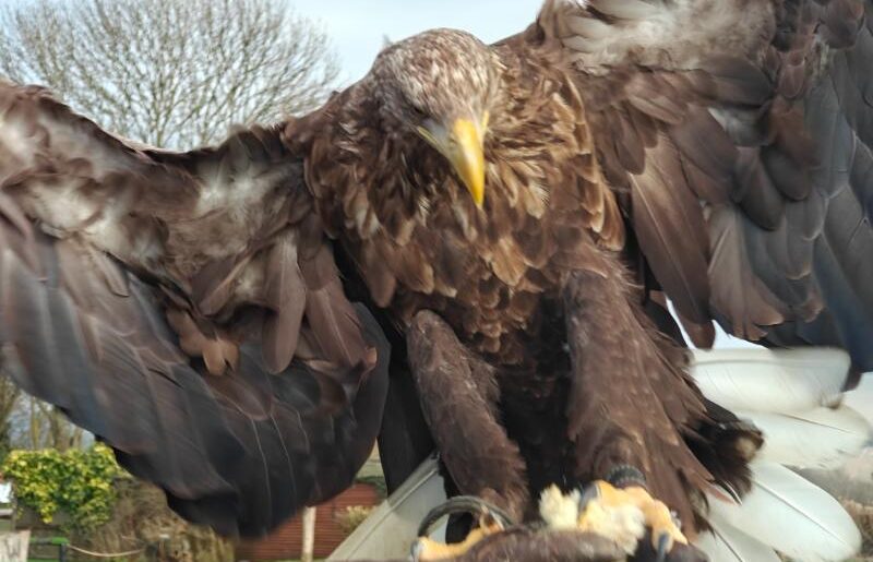 eagle takes flight