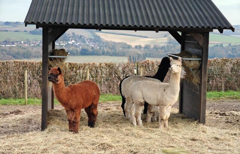 alpacas in a shed with a countryside vista behind