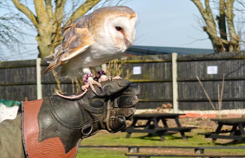 owl on a gloved hand