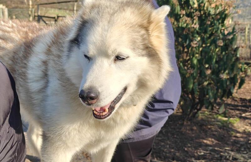a white husky
