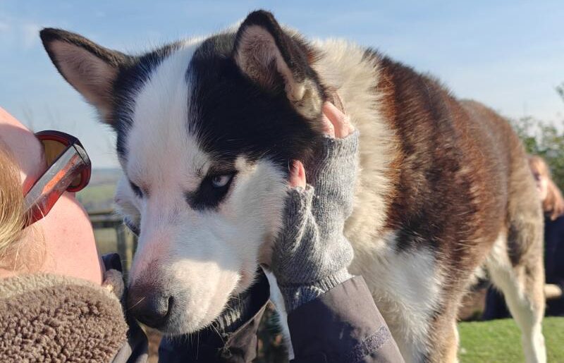 husky dog