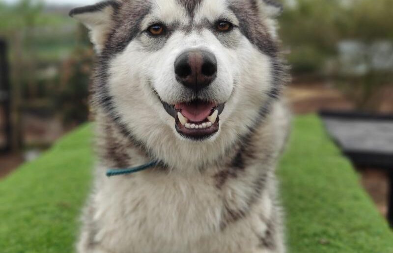 husky dog