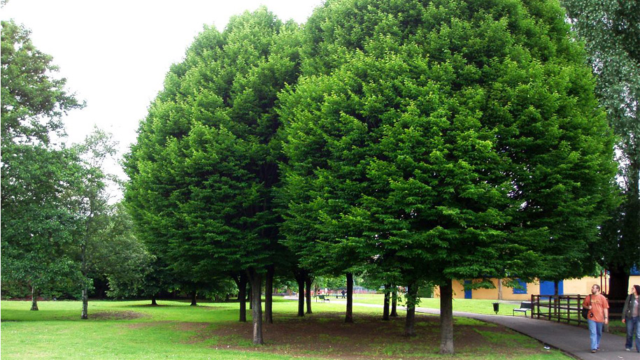 trees in park