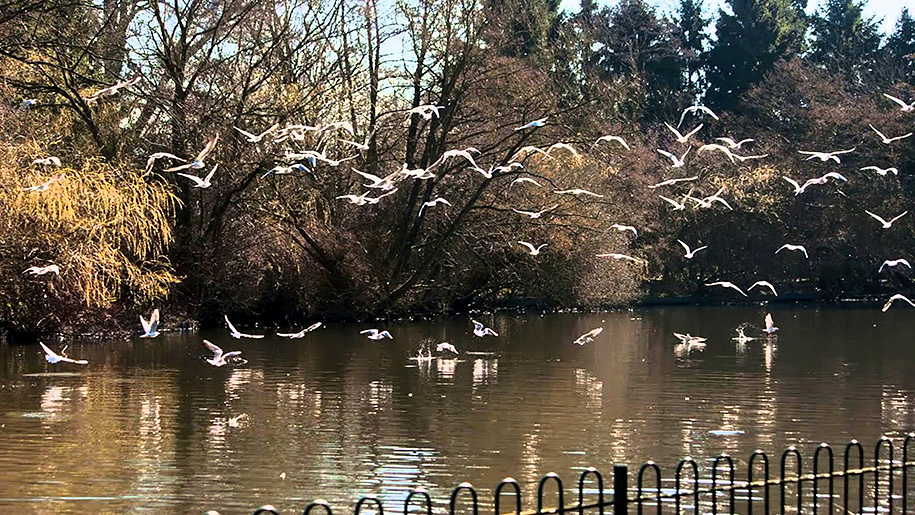 birds flying over river