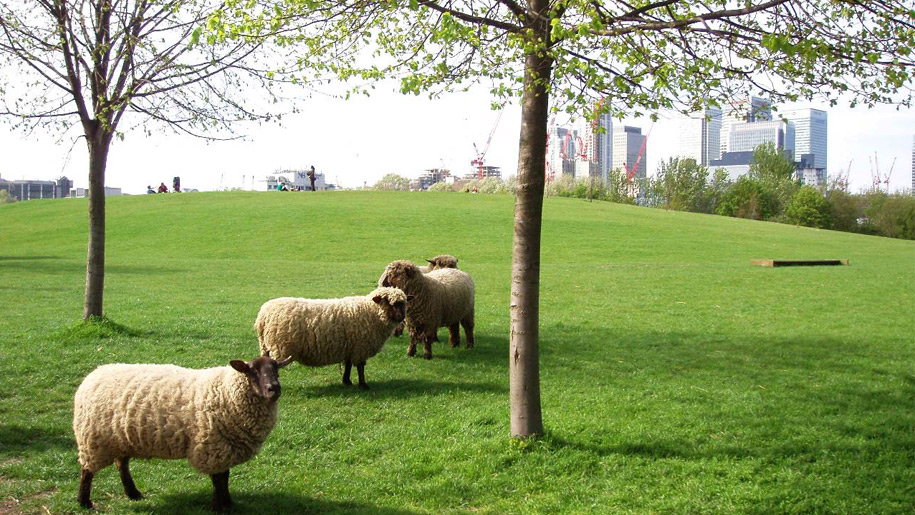 sheep in park