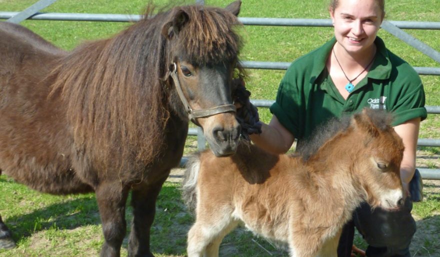 Shetland pony and foal at Odds Farm Park.