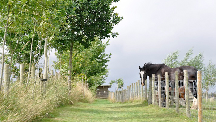 horse in a paddock