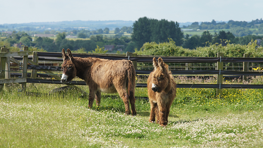 Redwings Oxhill donkeys