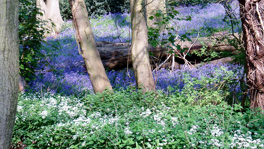 trees in field of bluebells