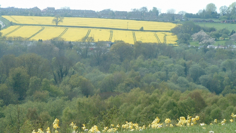 view of fields