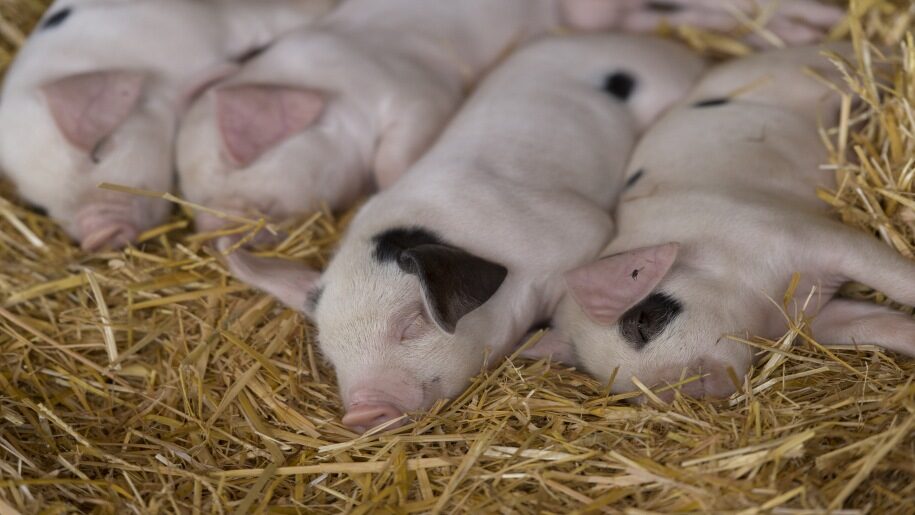 Godstone farm piglets cute
