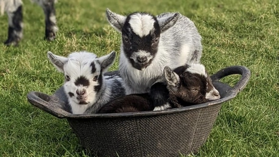 Goat kids in a bucket at the Small Breeds Farm Park.