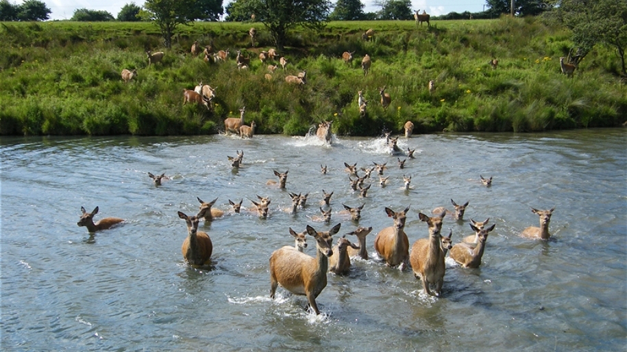 deer crossing river
