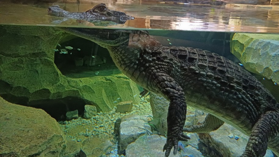 Spectacled caiman at Stratford Butterfly Farm.