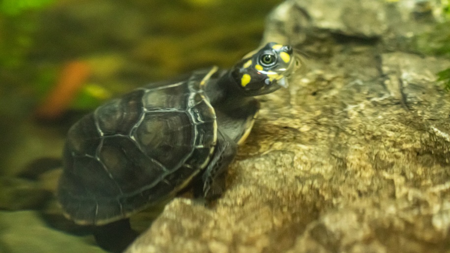 Yellow-spotted Amazon river turtle at Stratford Butterfly Farm.