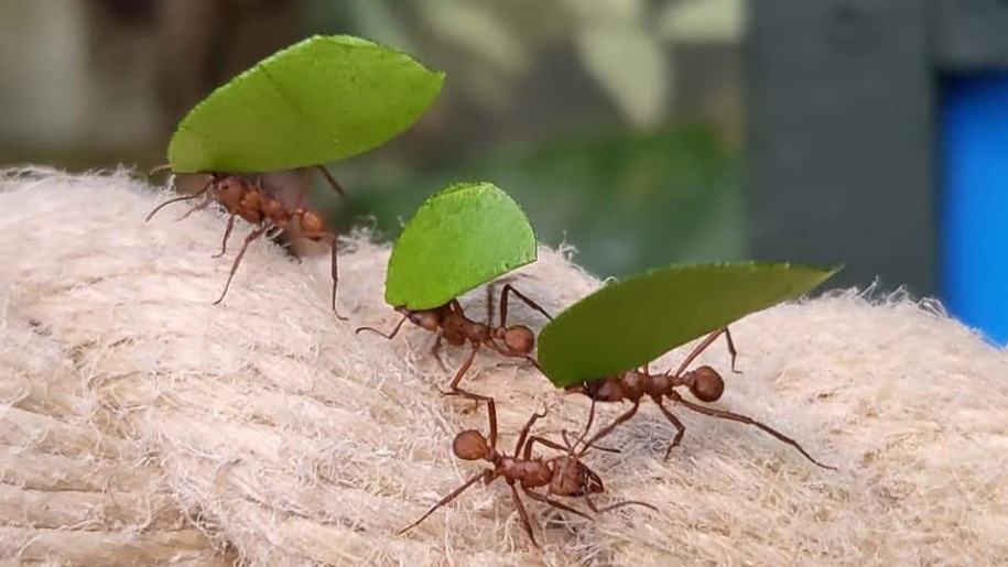 Leaf cutter ants at Stratford Butterfly Farm.
