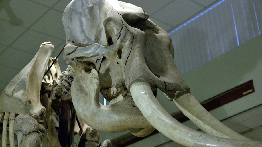 elephant skull