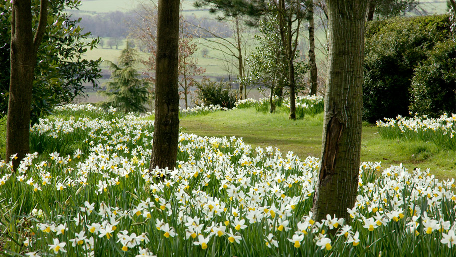 daffodils in the woods