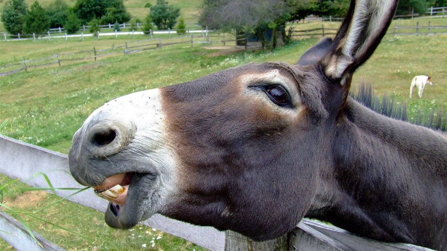 close up of donkey